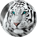 Camiel volders profile picture